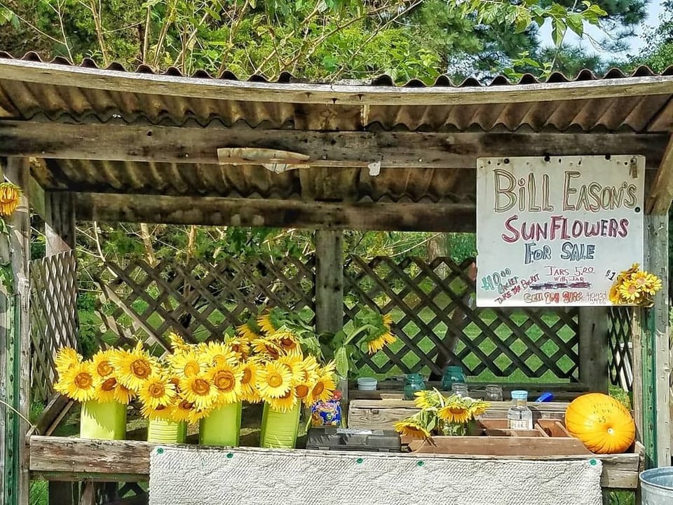 Local sunflowers for sale in the Summer.