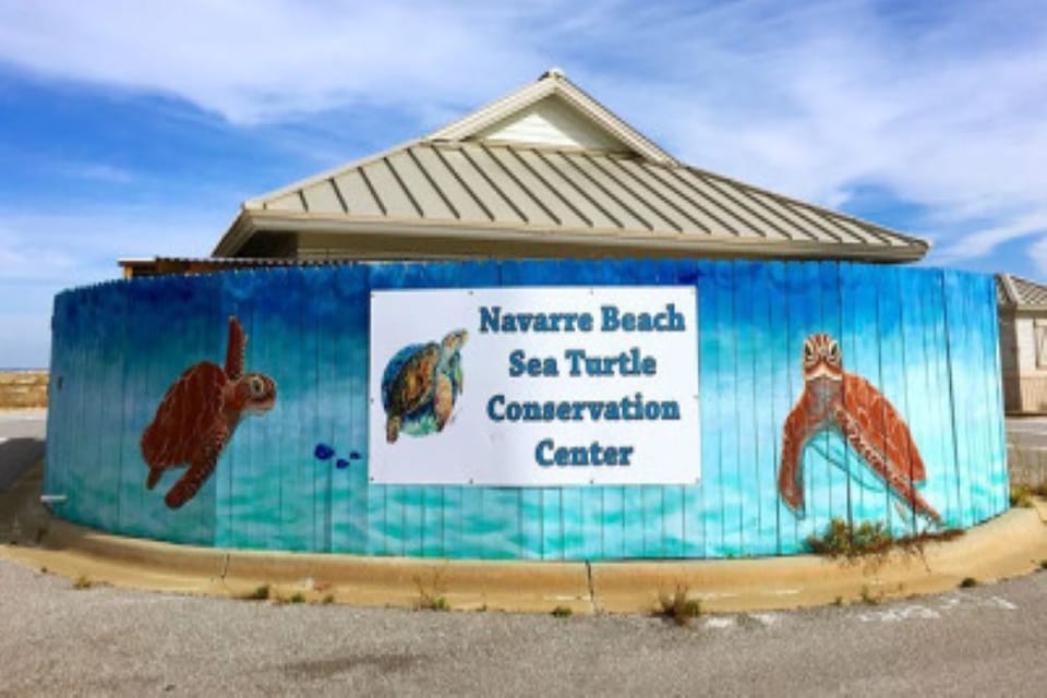 Navarre Beach Sea Turtle Conservation Center. Go visit Sweet Pea!