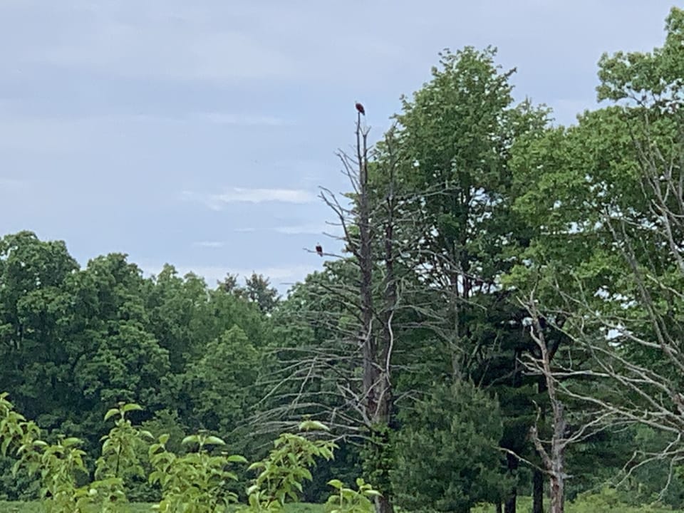 Nesting Eagles on Lake.