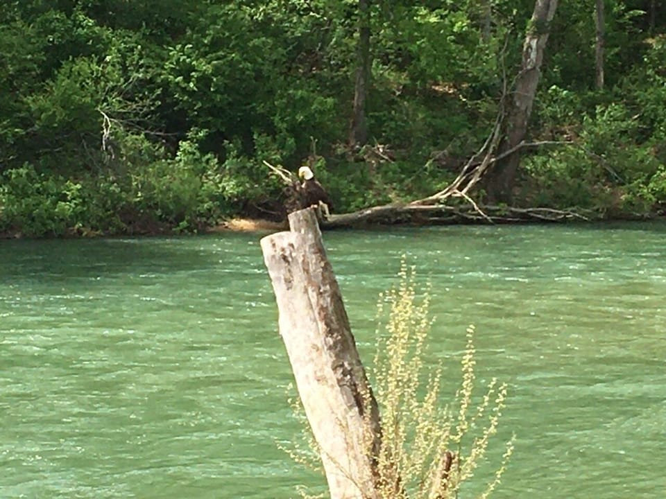 One of our neighbors scouting for breakfast by the landing