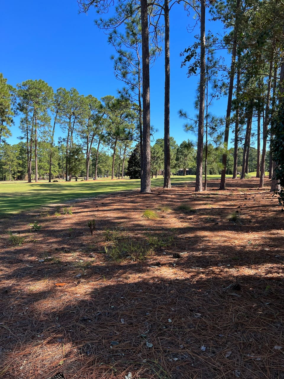 Course #5 looking right from backyard 