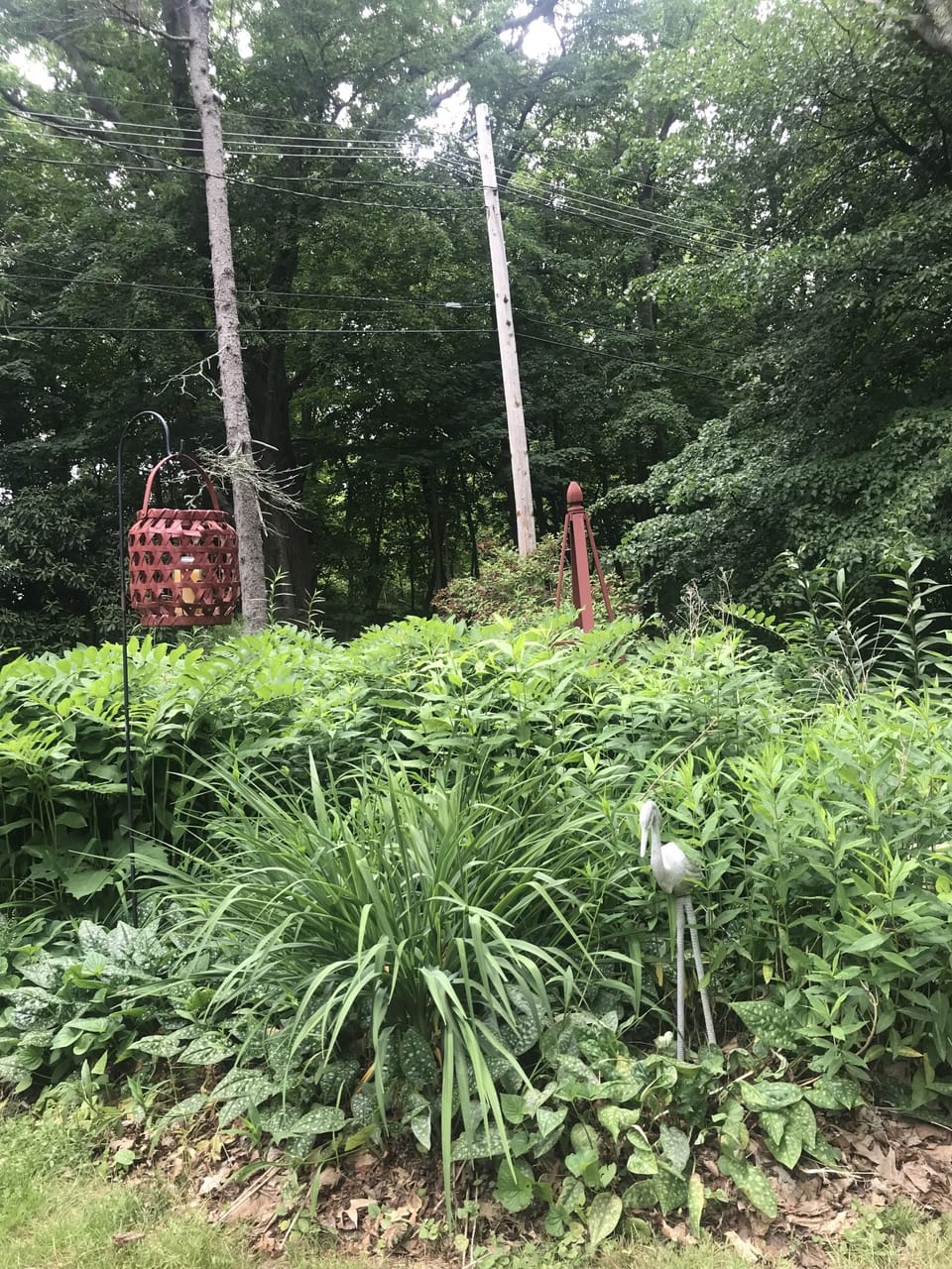Back yard 