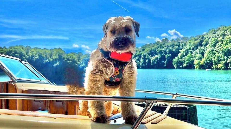 Pet friendly for all the lake lovers...my girl lakin' it easy.