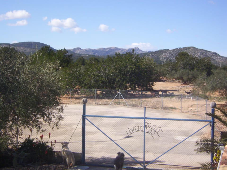 the dogs watching sheep from our front gate