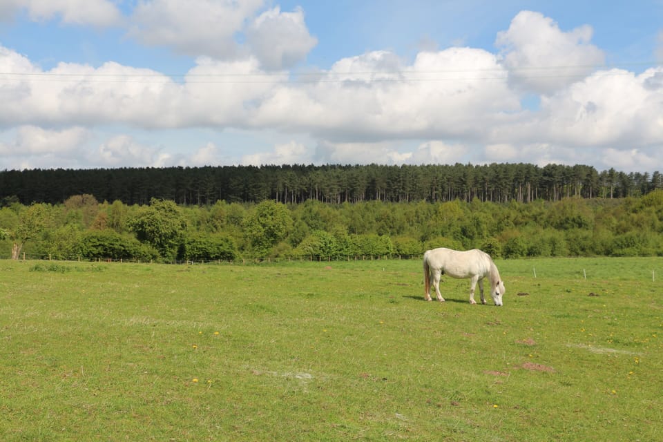 View from the cabin (horses sheep varies during the year)