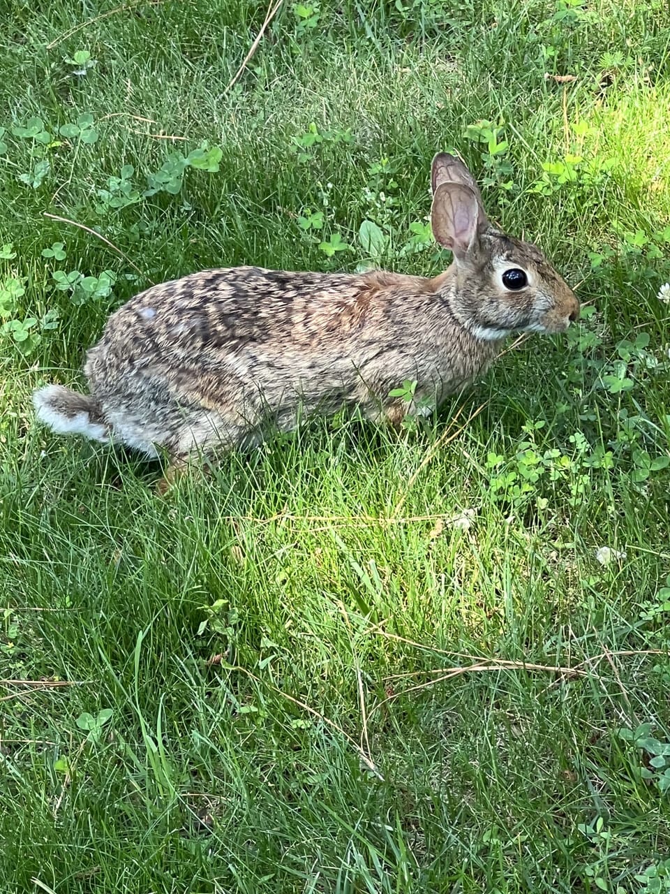 Peter Cottontail 