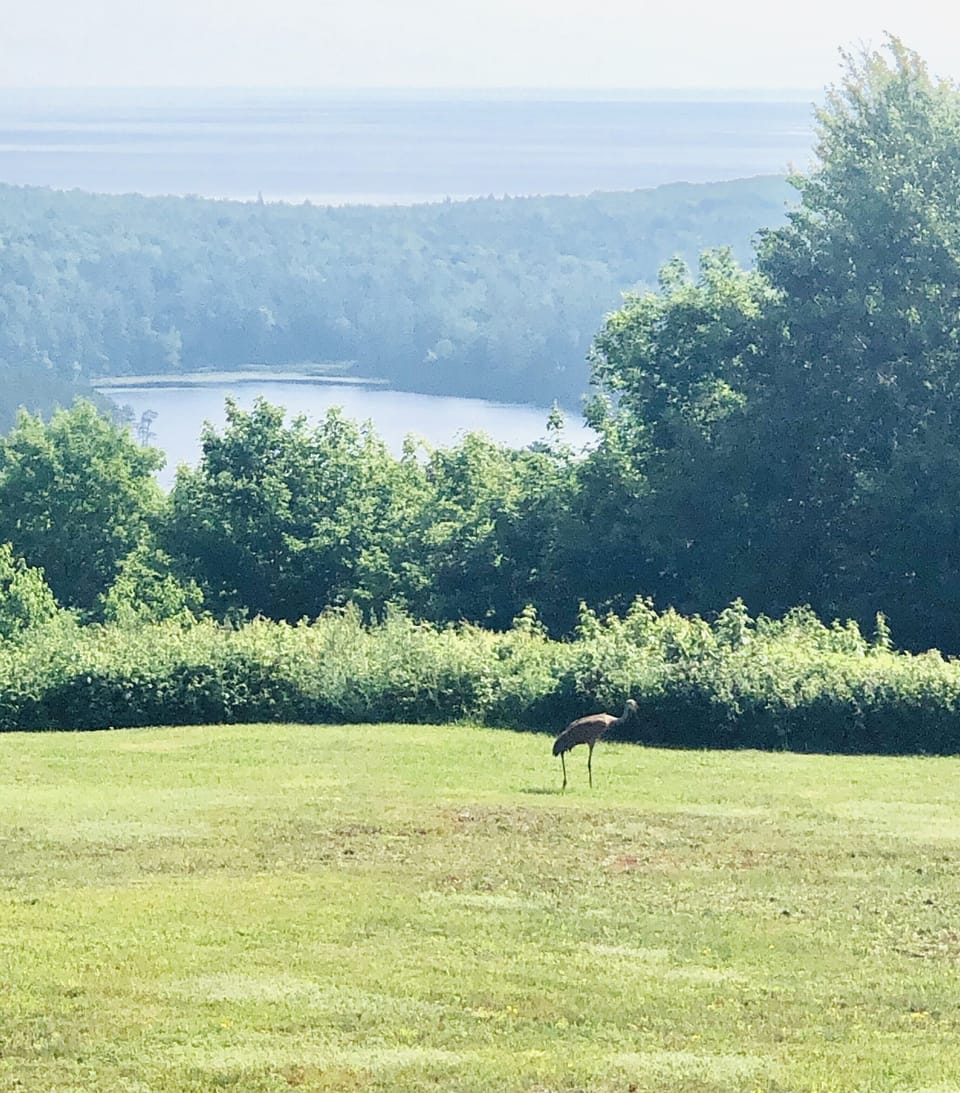Sand hill cranes are a common sighting in the front yard