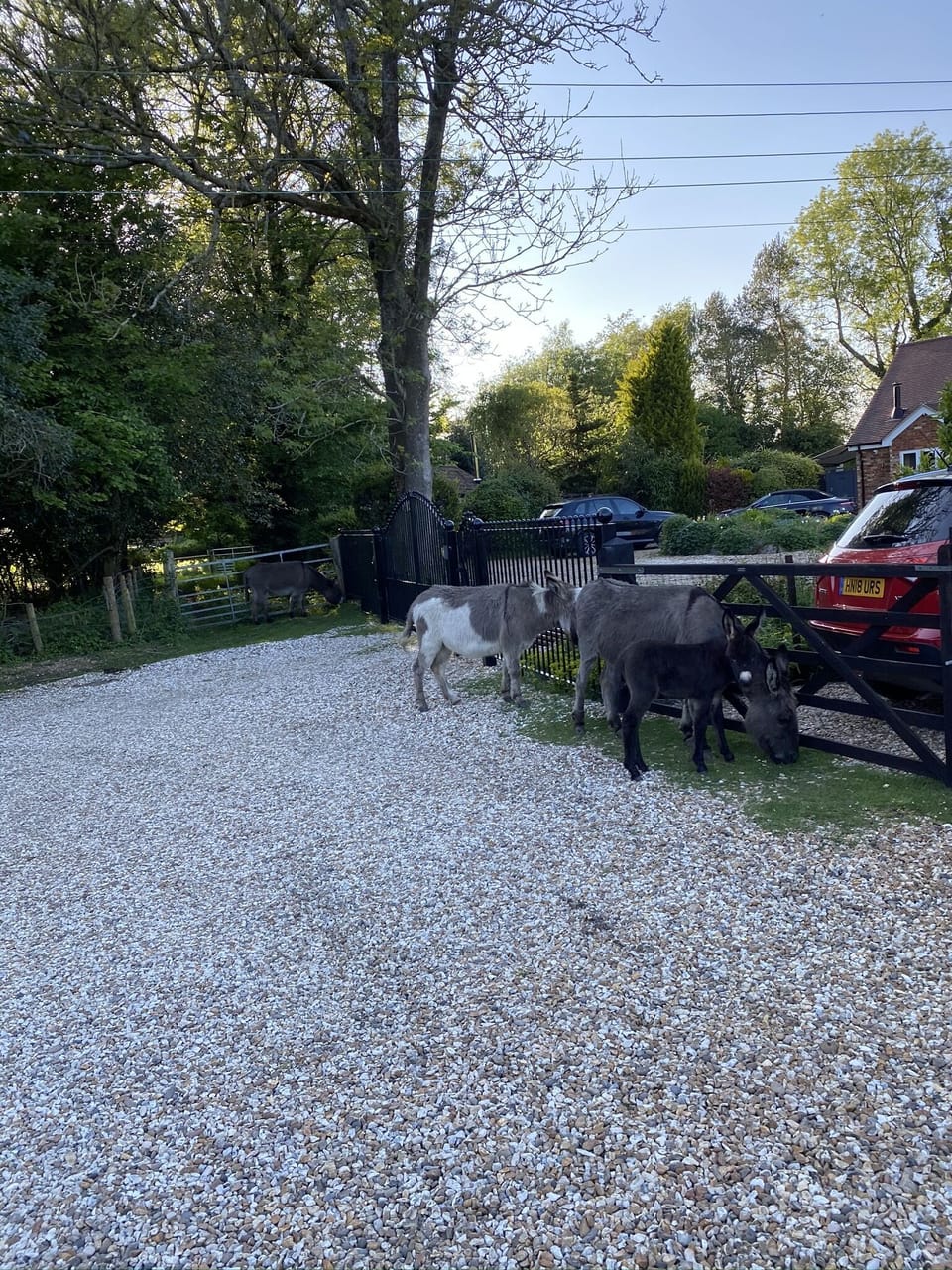 Donkeys with new born outside the gates .