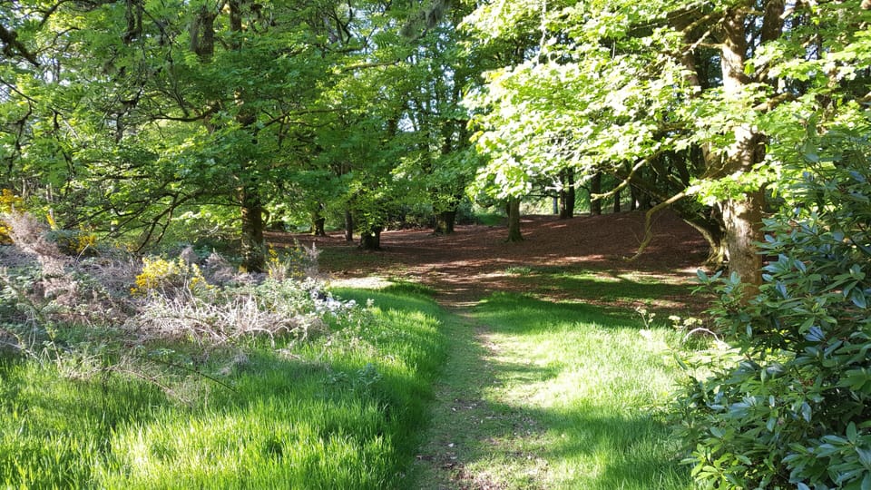 Convent woods.