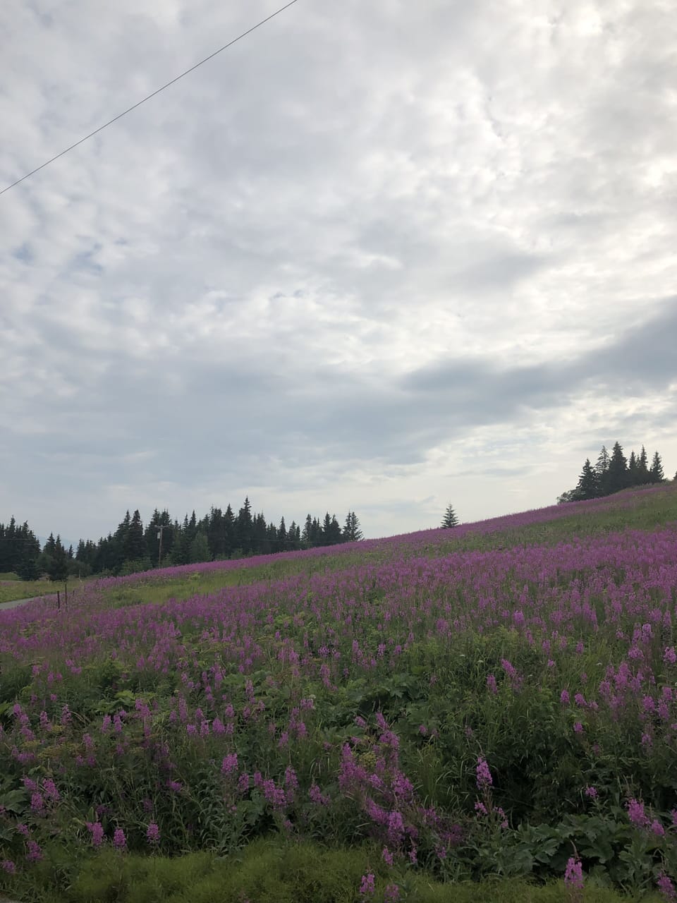 View of Fireweed covered hillside from front yard.