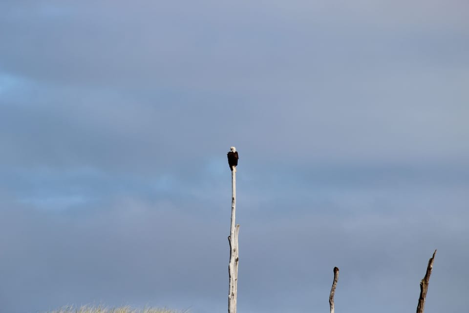 Bald Eagle at beach