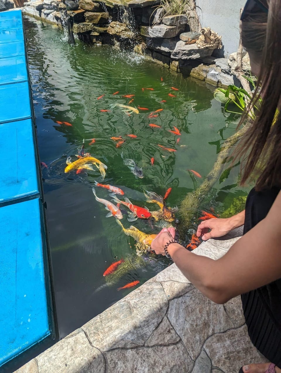 The koi will eat right out of your hands please don't feed them anything else and please keep each feeding to a 1/4 measuring cup