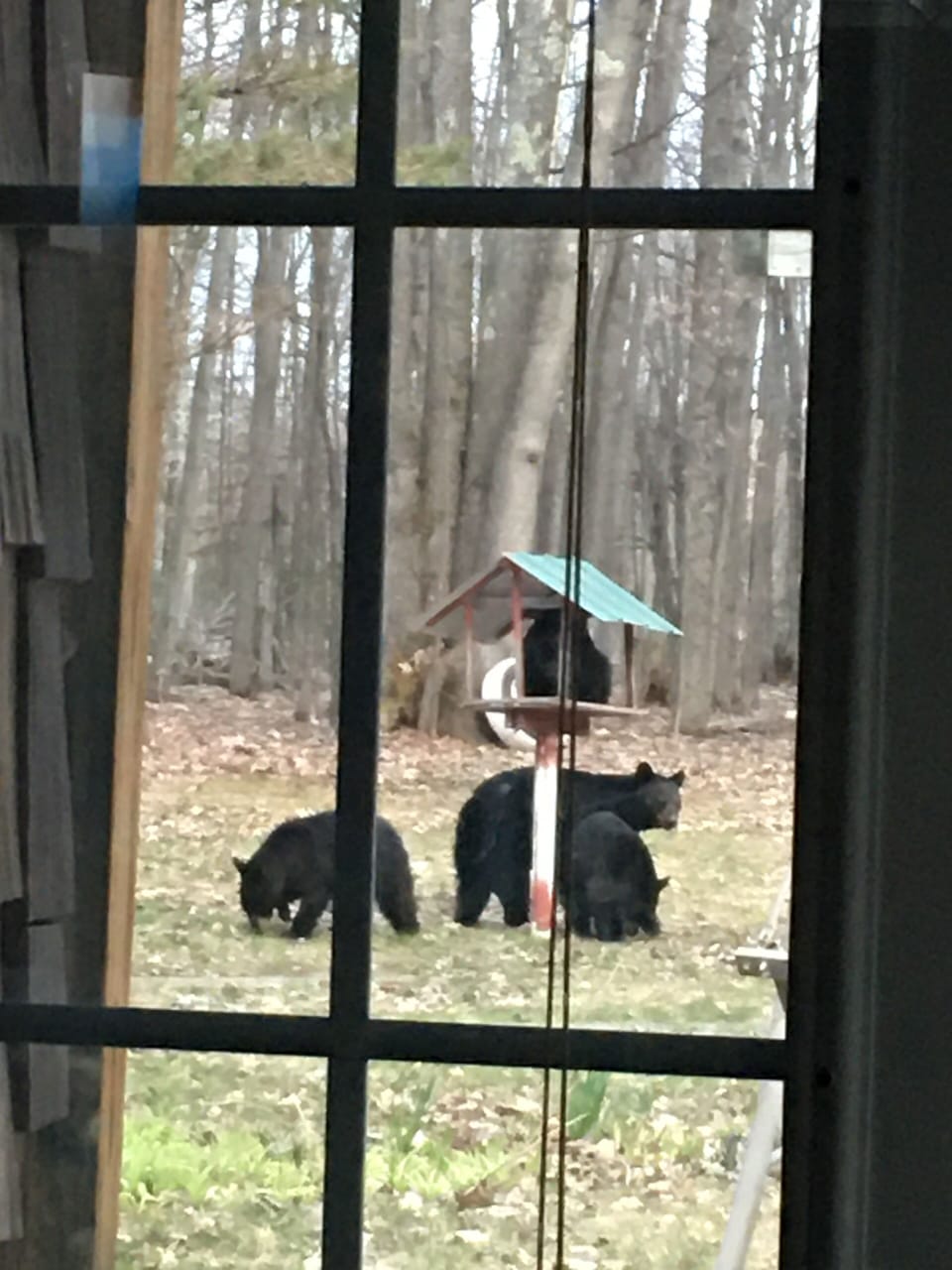 Spring is bears time 
