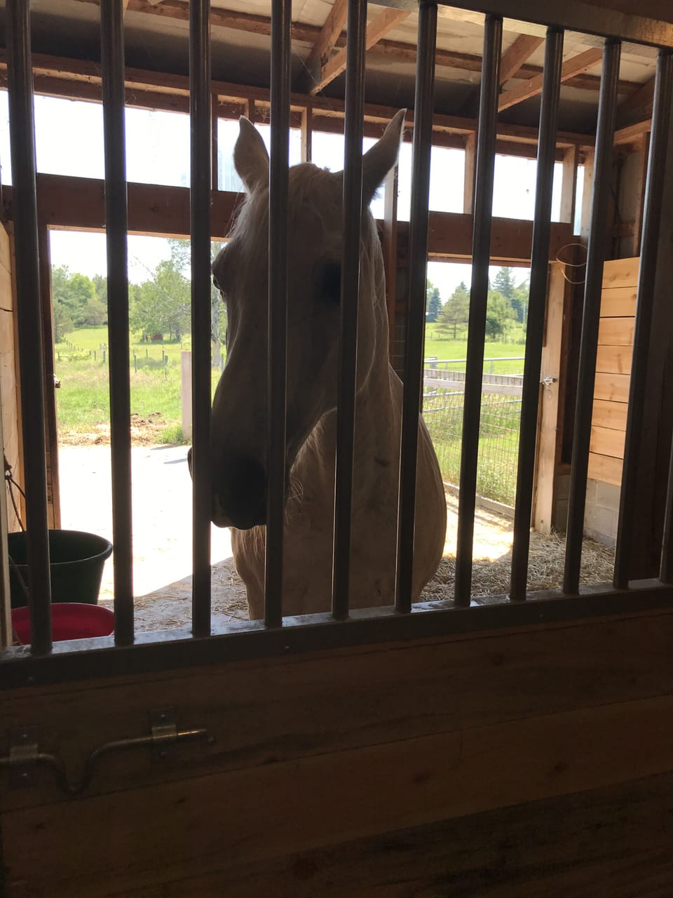 John the Tennessee Walker

