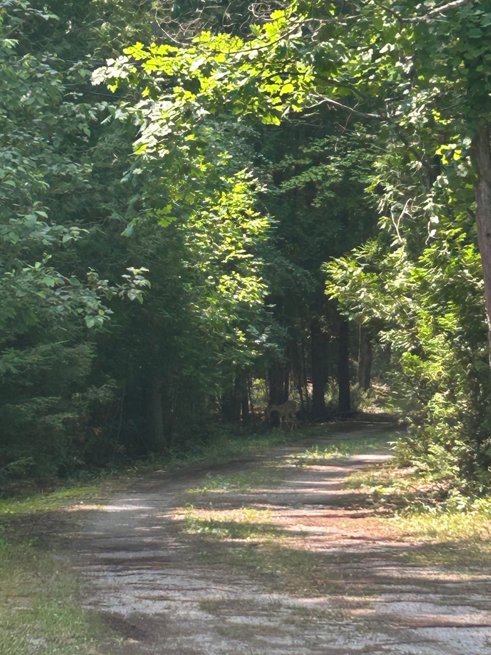More visitors in the shadows.