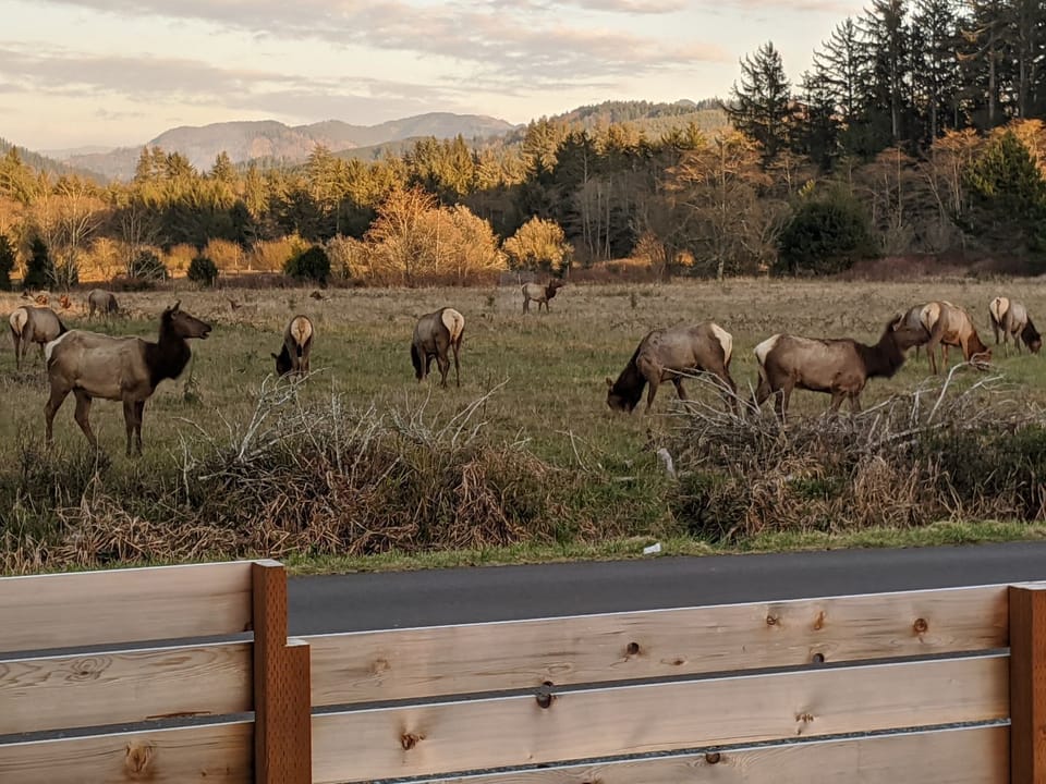 Resident elk herd in the nature conservancy