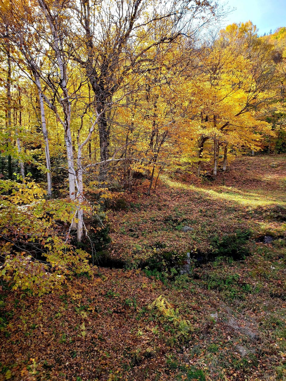 Land trust area in autumn