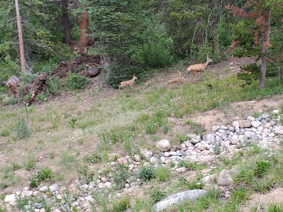 Deer, moose, martens, and fox are seen from the deck!