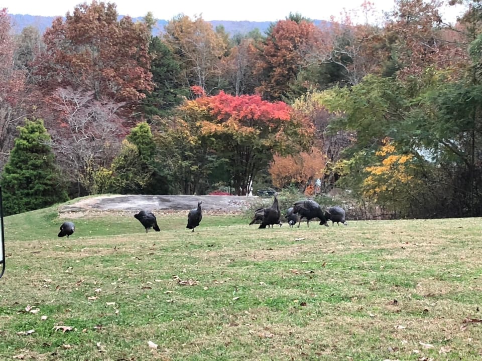 Turkeys in the fall