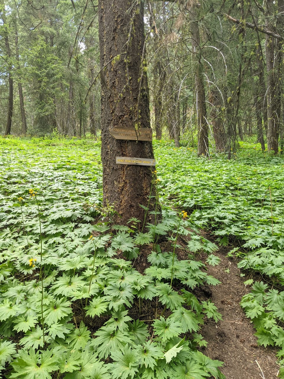Forested section of Spokane Gulch Trail