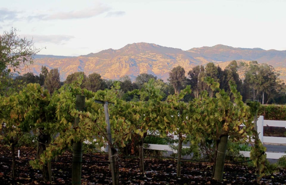 Sunset across the valley through the vineyard.