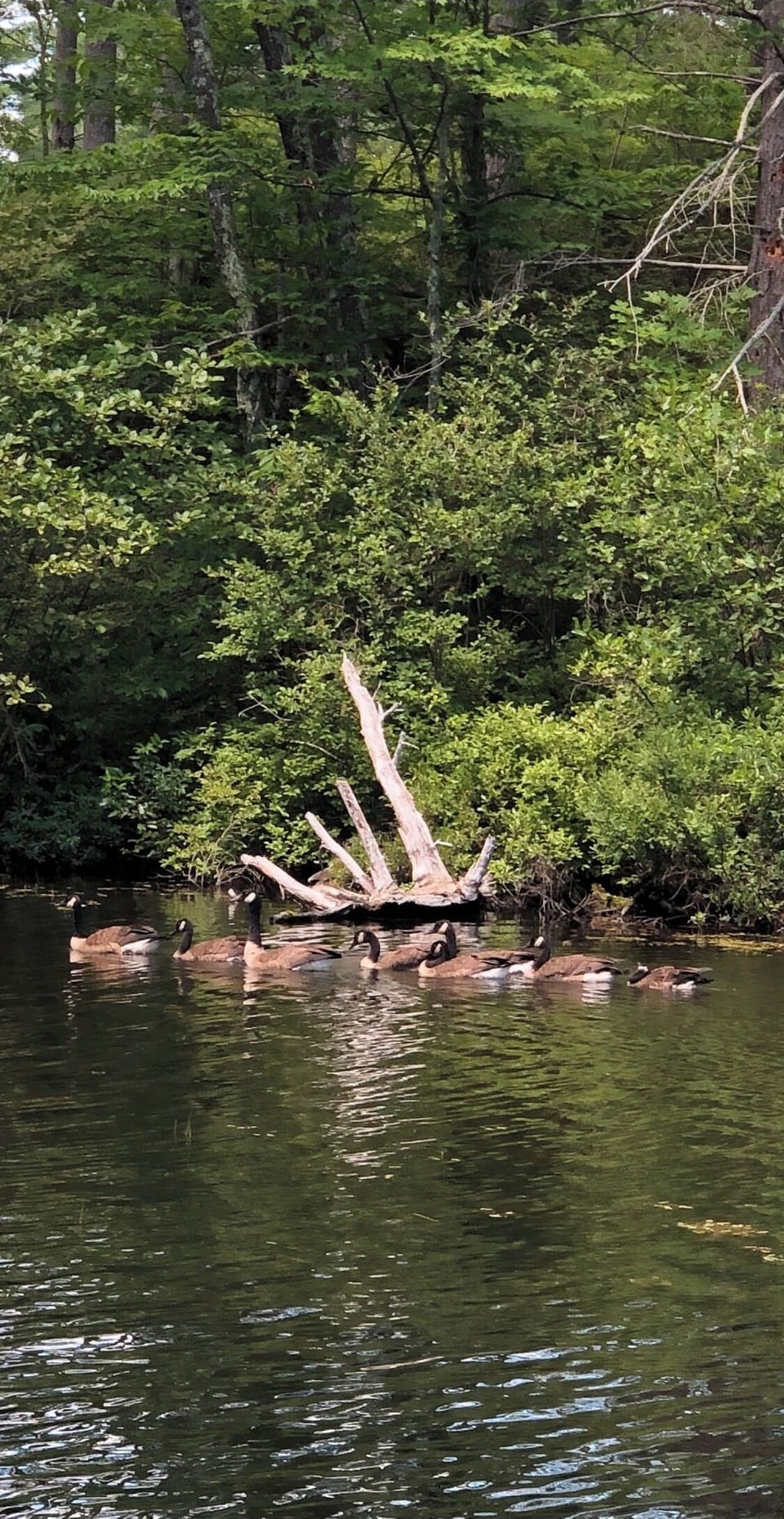 Geese and loons frequently visit