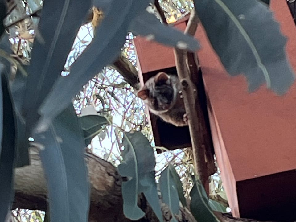 Resident possum