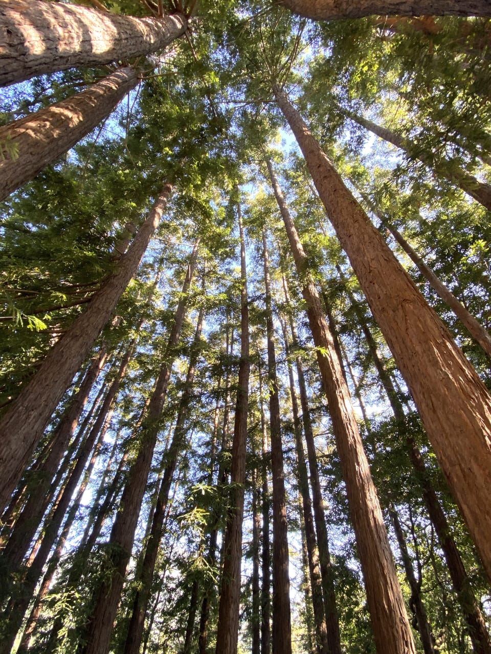 Your own private redwood grove, with over two hundred trees. 