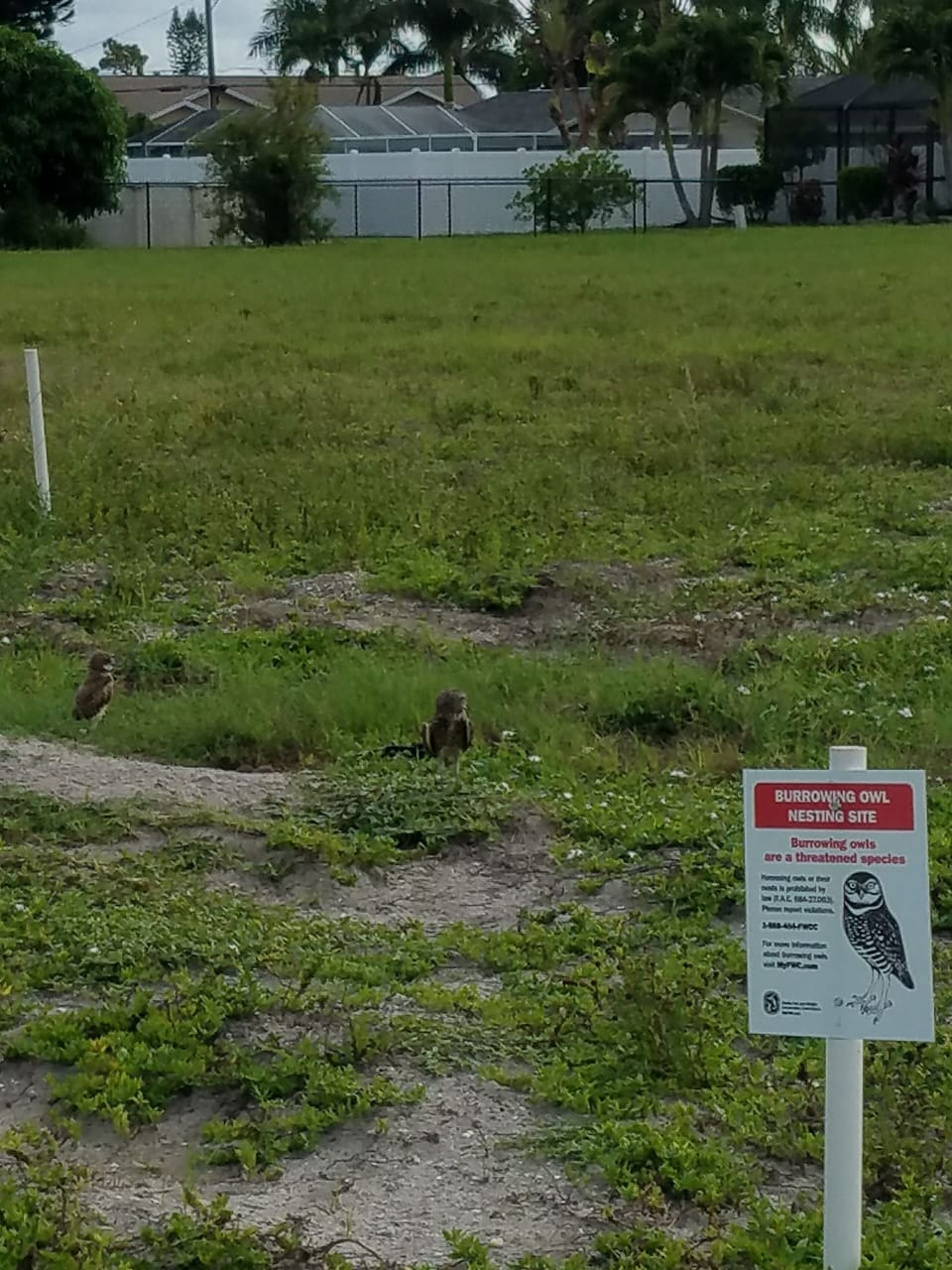 Burrowing Owls