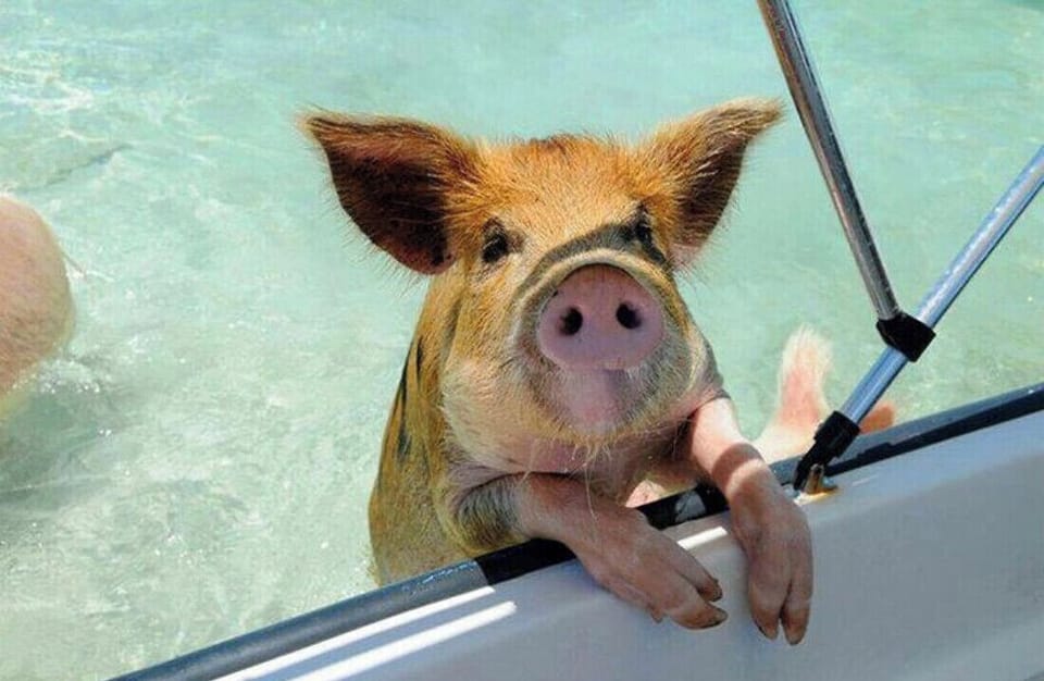 Say hi to my Lil friend 