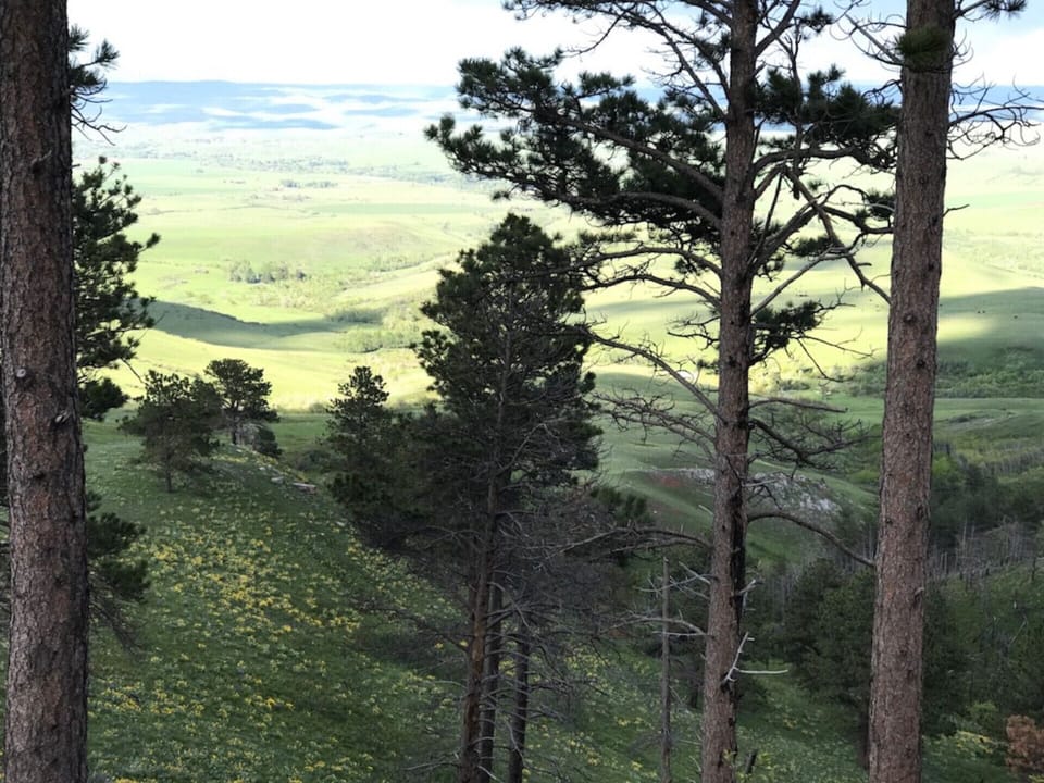 View of the balsam roots in bloom