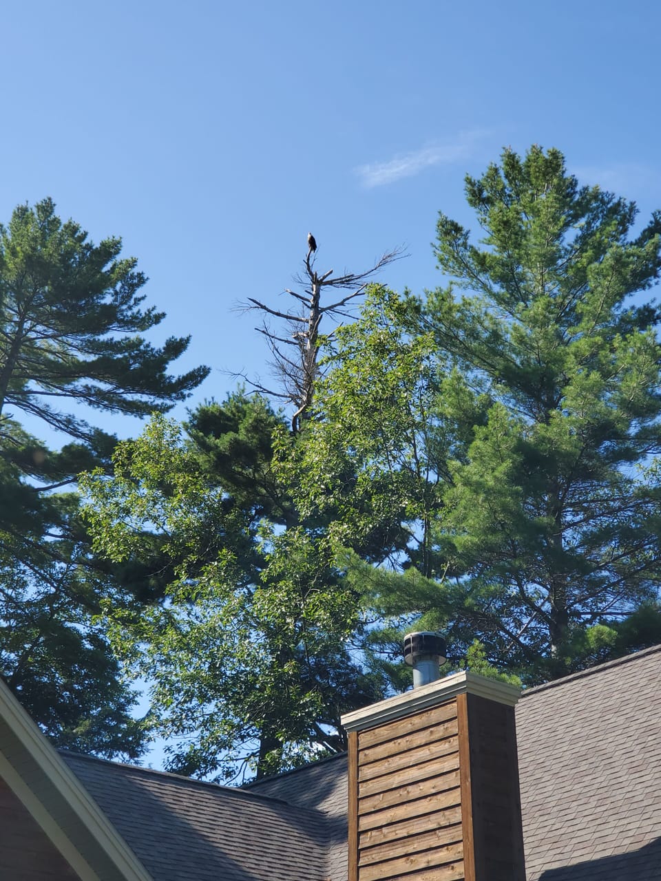 Bald Eagle above house