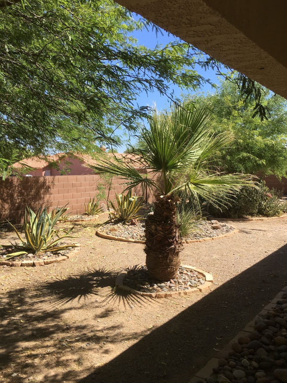 Back Yard .