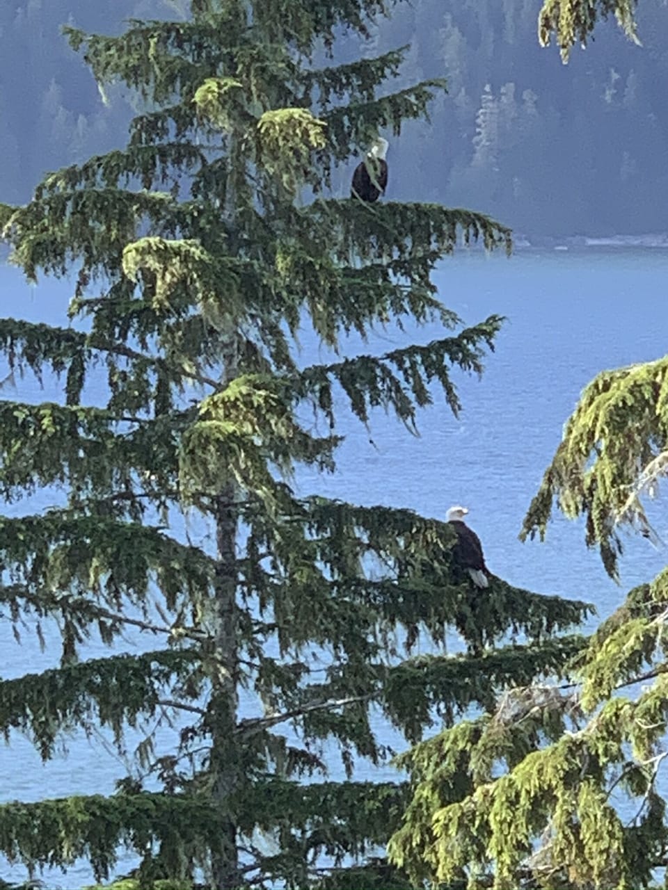 Eagles visit their favourite tree right outside the balcony