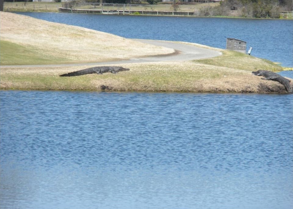 Alligator sunning at Oyster Bay