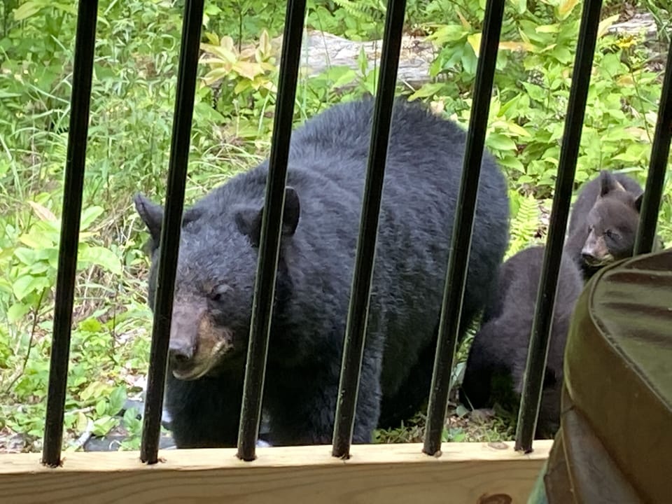 2021! We got to see this beautiful bear and her cubs at the cabin. 