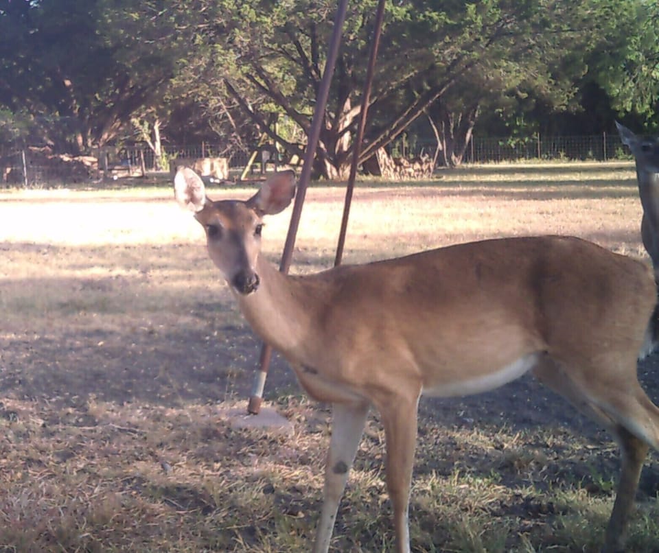Wild life hanging out at the feeder. 