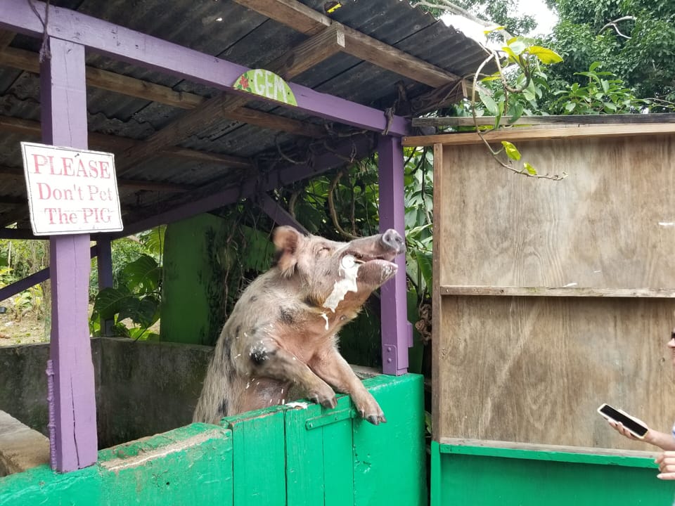 Beer Drinking Pigs at the Domino Club