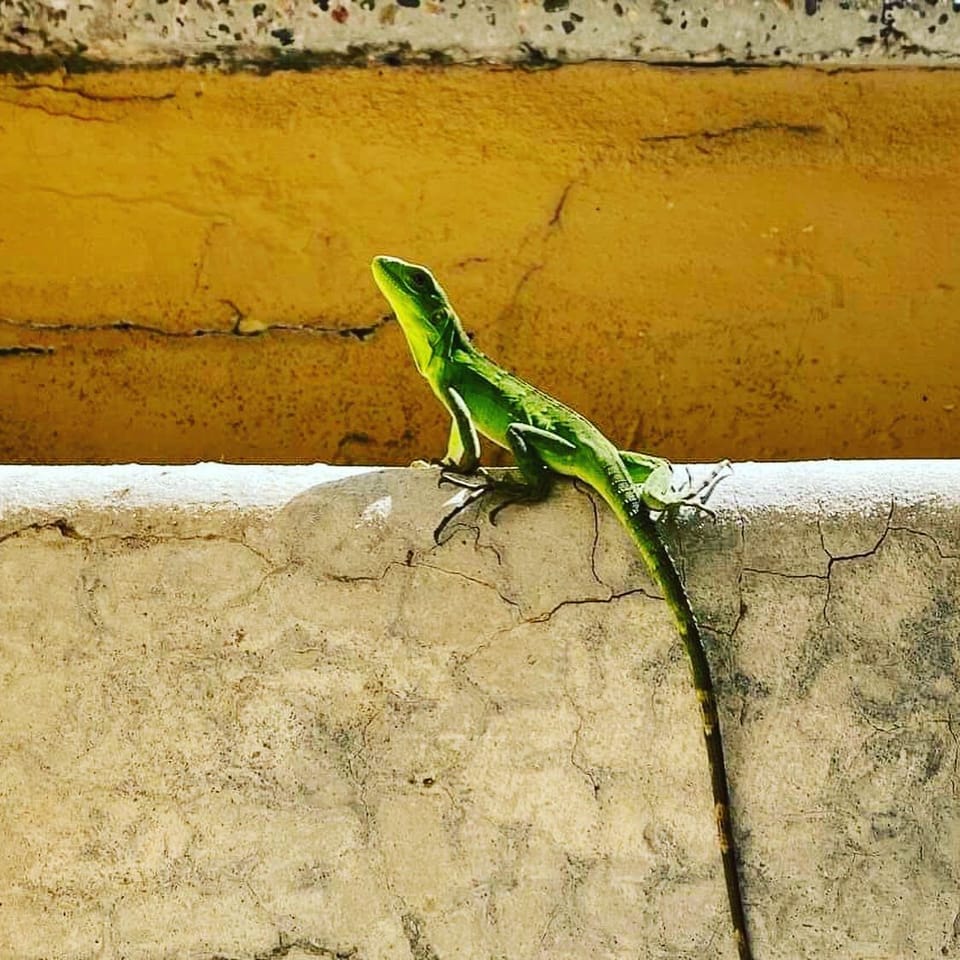 My profile, baby iguana Casa Terramar