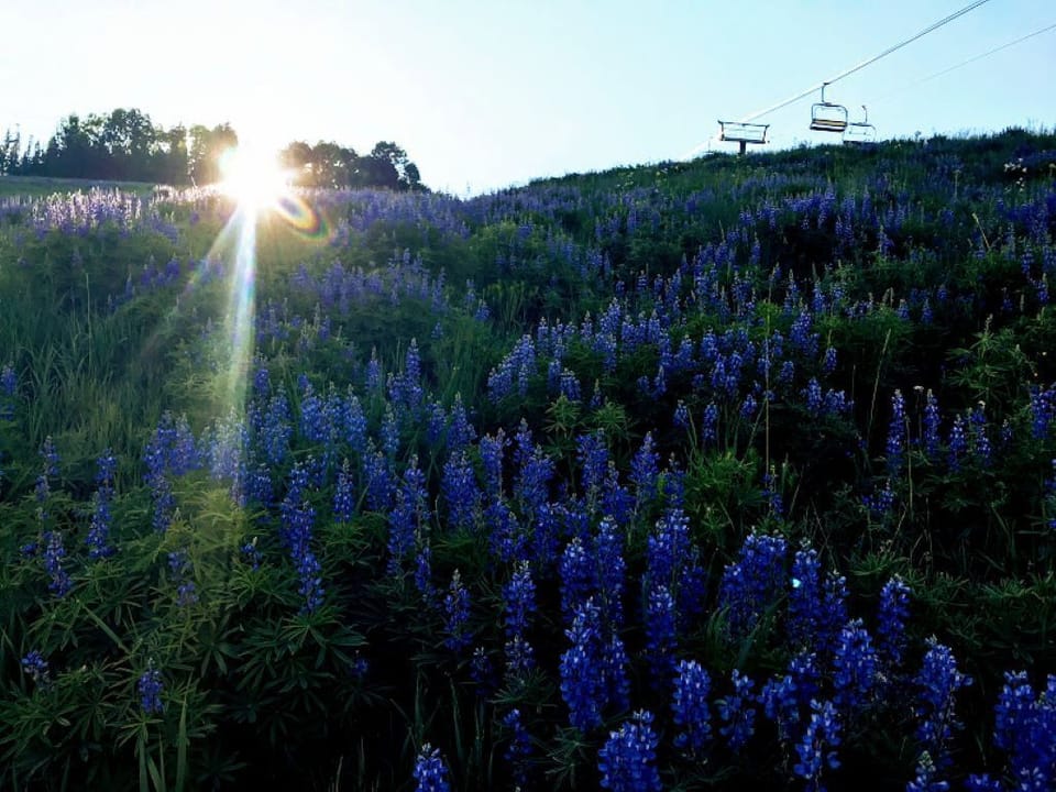 Hike among beautiful wildflowers