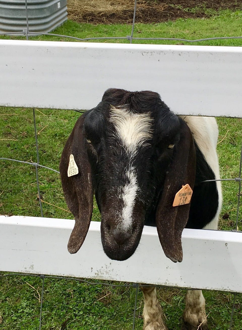 Our neighbor’s “kids!”