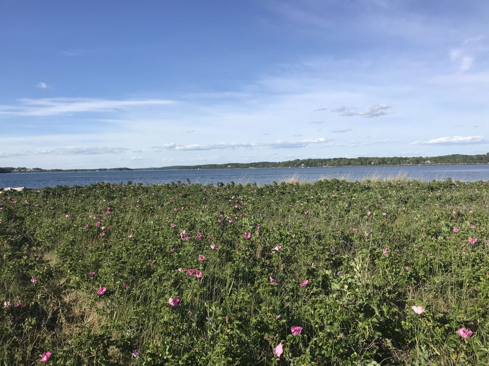 Beach roses!!