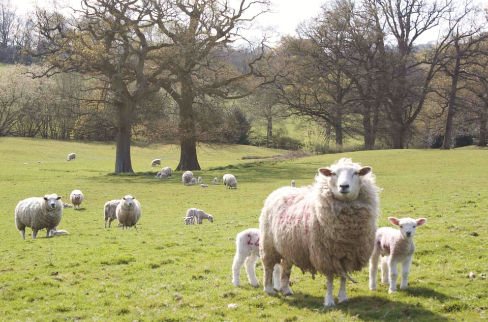 Our sheep in 22 acres