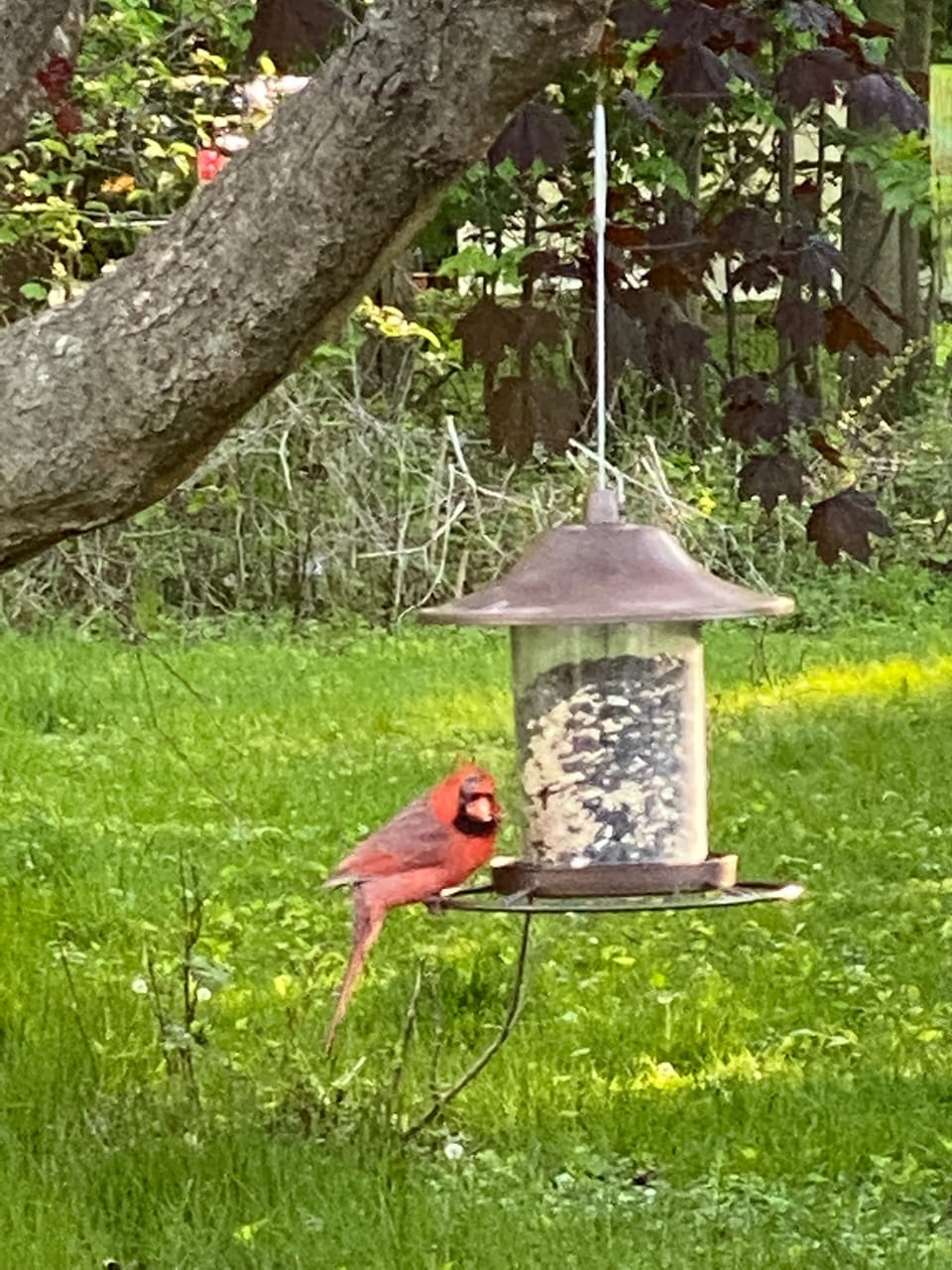 The birds of the backyard