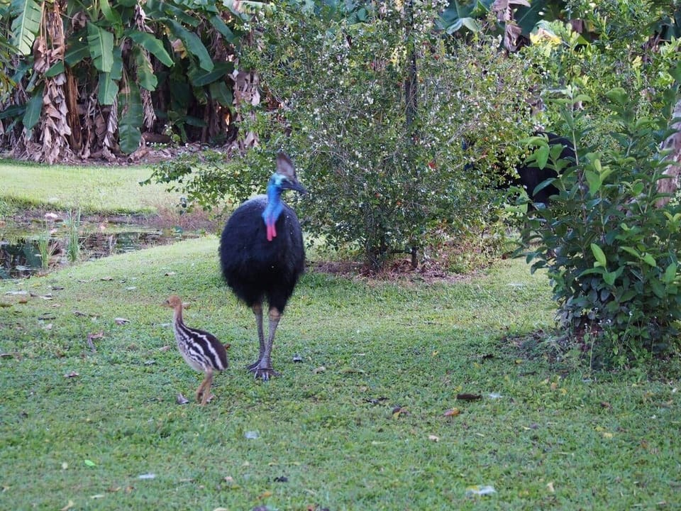 Lillypads Yellow Cottage - Cassowary Dad showing off his chick.