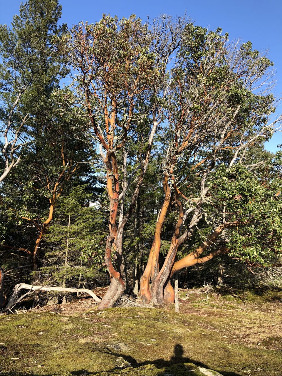 Arbutus trees on Notch Hill