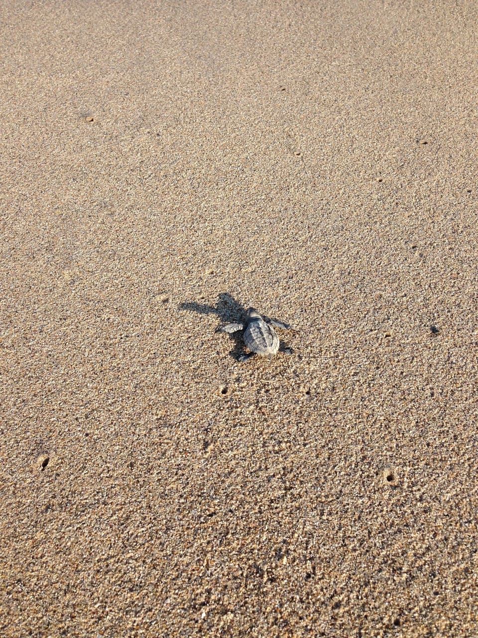 Look at this little guy go. Turtle releases Sept-December.
