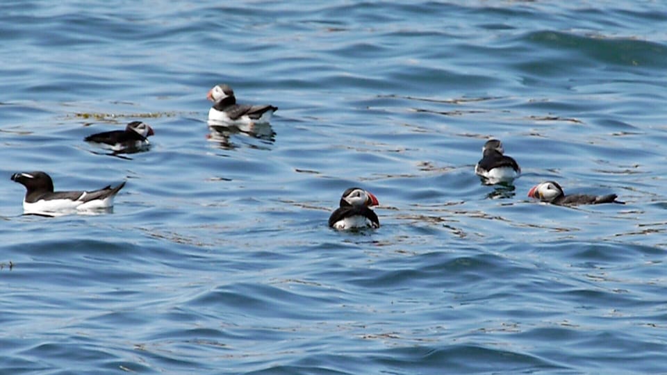 Out to see the puffins with nearby Robertson Sea Tours in real Down East  Maine