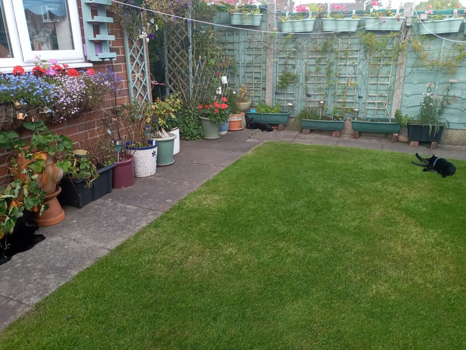 Back garden