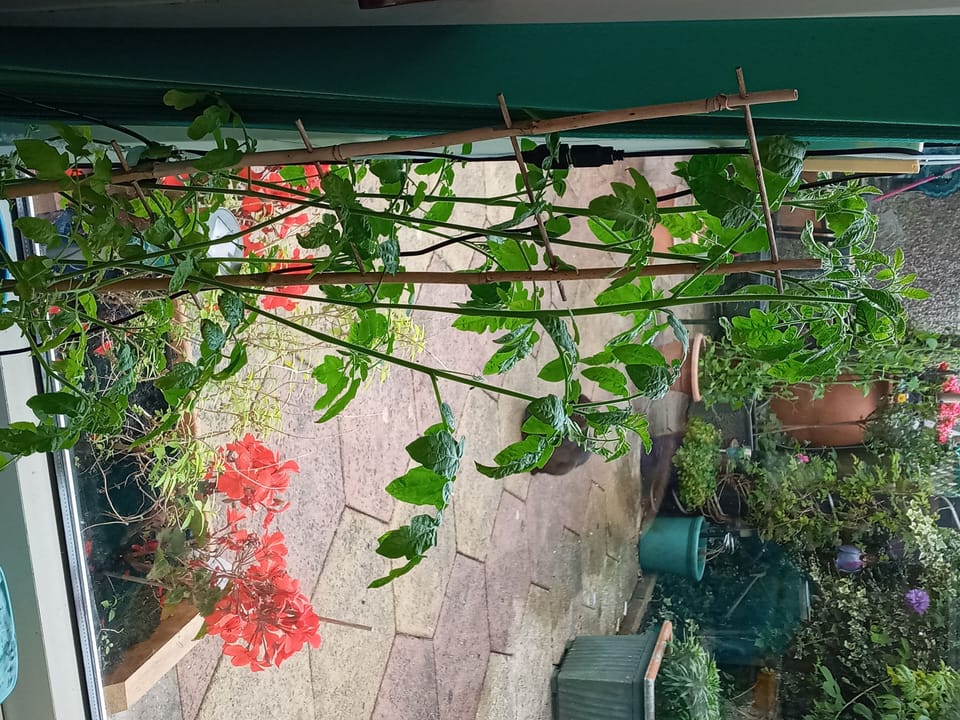 back garden